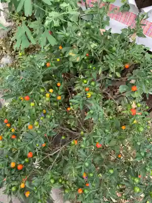 恵比寿神社(神奈川県)