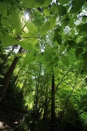 高尾山薬王院の自然