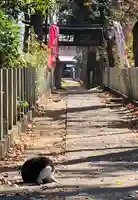 馬場氷川神社の動物