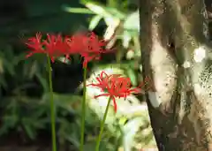 今市報徳二宮神社の自然