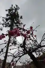 菅原天満宮（菅原神社）の自然