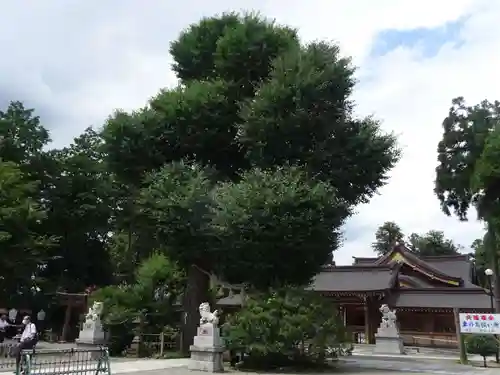 亀ケ池八幡宮の自然