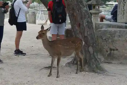 厳島神社の動物