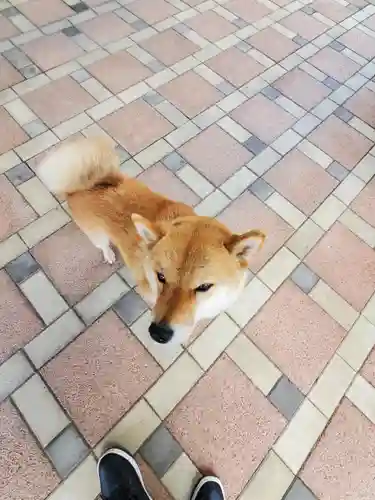 崇真寺(開運犬り切不動尊)の動物