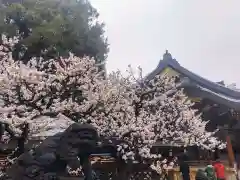 湯島天満宮(東京都)