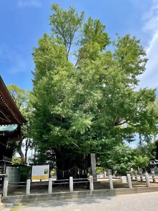 葛飾八幡宮の自然