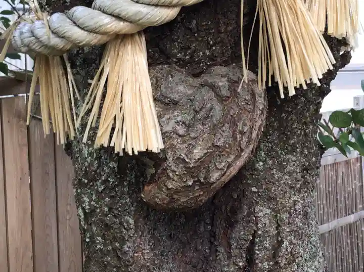 小室浅間神社の自然
