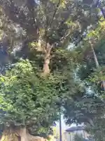 鶴ヶ丸八幡神社(埼玉県)