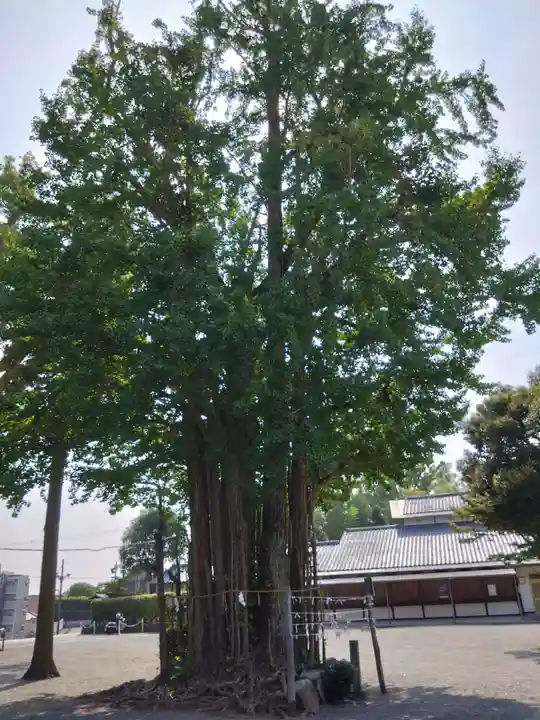 健軍神社の自然