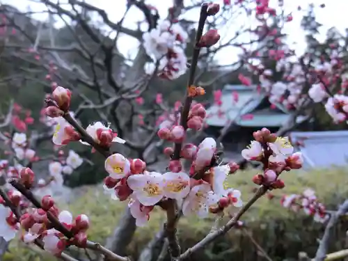 黄梅院（円覚寺塔頭）の自然