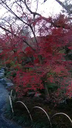 天龍寺の庭園