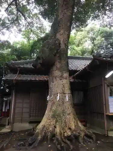 氷川女體神社の自然