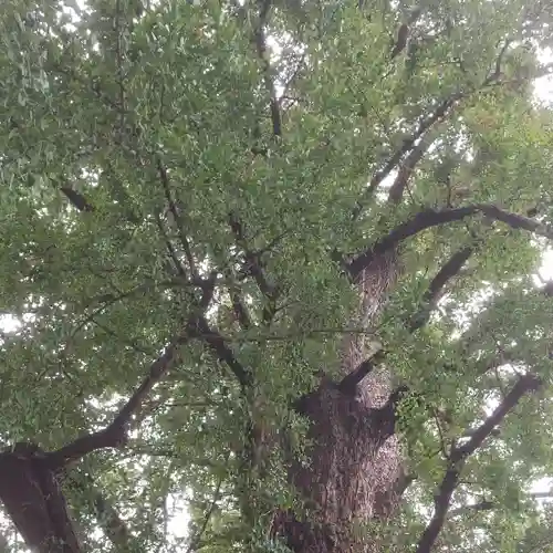 芝東照宮の自然