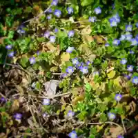 高司神社〜むすびの神の鎮まる社〜の自然