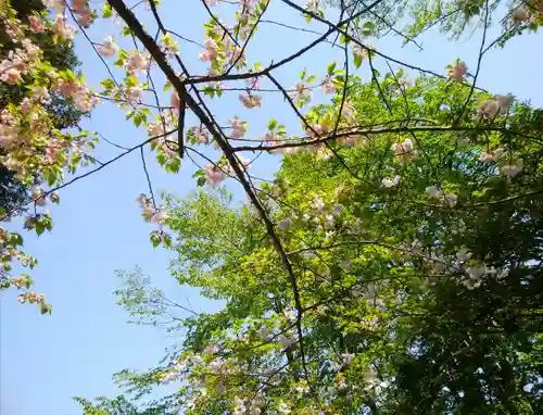 信濃神社の自然