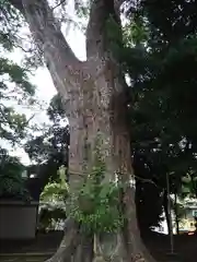 五霊神社の自然