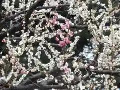 靖國神社の自然