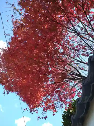 阿智神社の自然