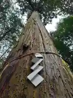 元伊勢内宮 皇大神社の自然