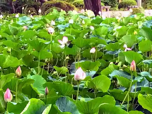 宇佐神宮の庭園