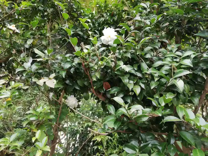 常陸第三宮 吉田神社の自然