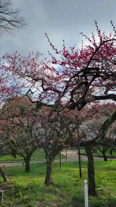 北野天満宮の{uncategorized: "未分類", other: "その他", undefined: "問題あり", building: "その他建物", grave: "お墓", sacred_gate: "鳥居", guardian: "狛犬", statue: "像", buddha: "仏像", history: "歴史", nature: "自然", garden: "庭園", animal: "動物", pagoda: "塔", temizu: "手水舎", mountain_gate: "山門・神門", sanctuary: "本殿・本堂", subordinate: "末社・摂社", art: "芸術", scenery: "景色", jizo: "地蔵", ema: "絵馬", goshuin: "御朱印", omikuji: "おみくじ", items: "授与品その他", amulet: "お守り", goshuincho: "御朱印帳", eats: "食事", festival: "お祭り", votive_dance: "神楽", shichigosan: "七五三参", wedding: "結婚式", experience: "体験その他", initially: "初詣", around: "周辺", anti_infection: "感染症対策"}
