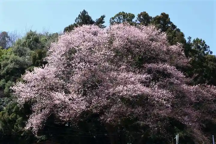 八幡神社の自然