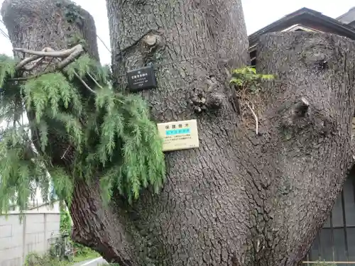 妙行寺(東京都)