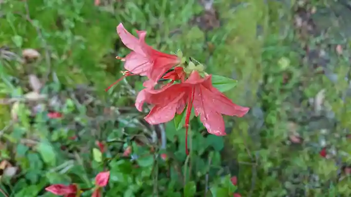 塩釜神社(塩竃神社)の自然
