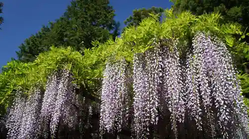 観音寺(千葉県)