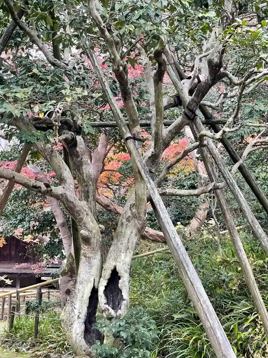 白毫寺(奈良県)