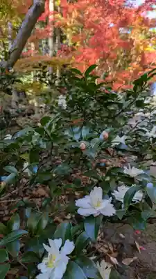 北野天満宮(京都府)