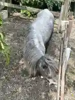 大石神社(京都府)