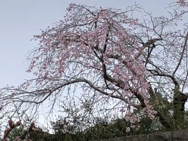 涌谷神社の自然