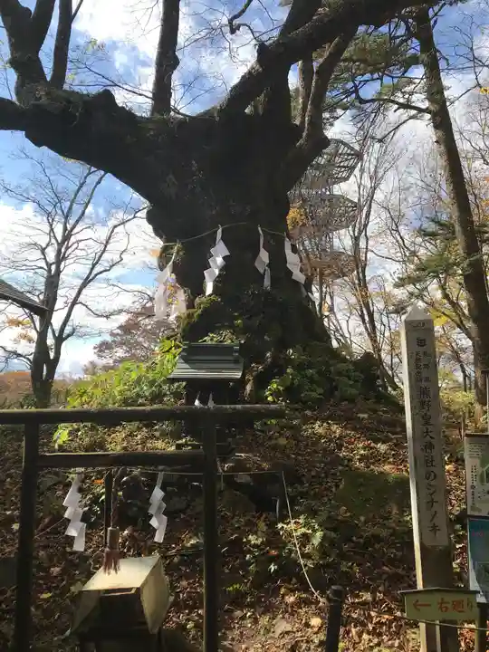 しなの木神社の自然