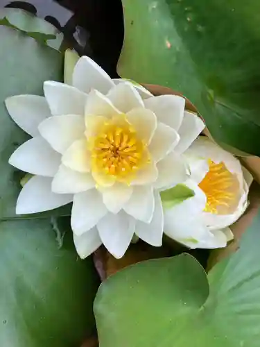 真言宗　善通寺派　薬王寺(香川県)