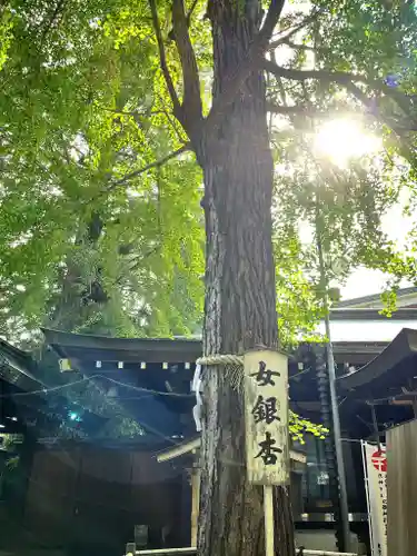 大宮八幡宮の自然