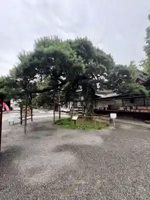 甲斐國一宮 浅間神社(山梨県)