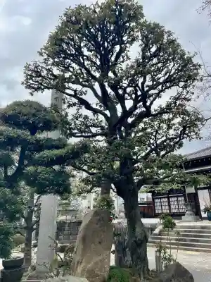 大円寺(東京都)