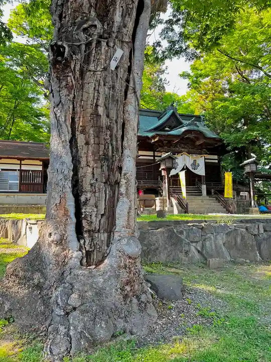 妻科神社の自然