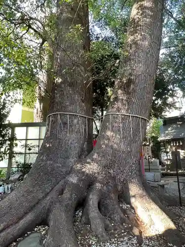 鳩ヶ谷氷川神社(埼玉県)