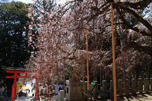 小川諏訪神社の自然
