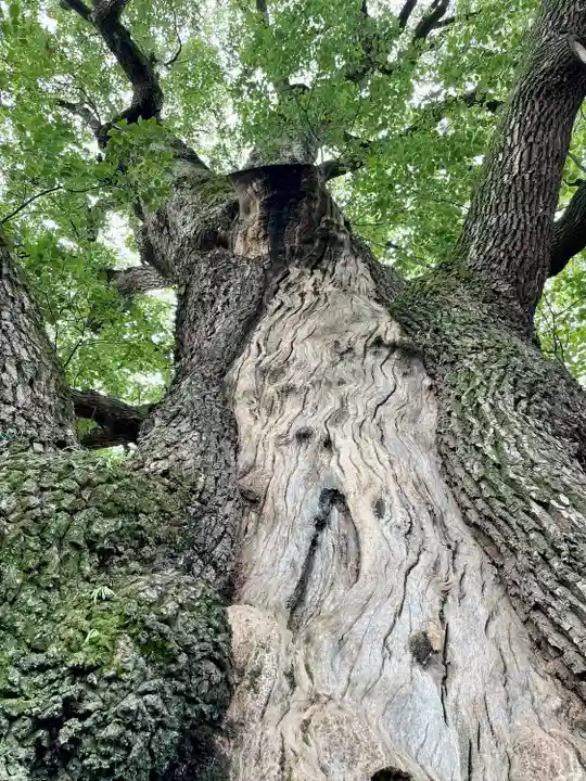 妙雲寺(東京都)