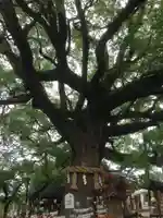 百舌鳥八幡宮の自然