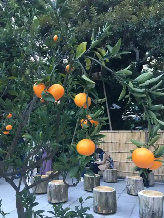 東京大神宮の自然