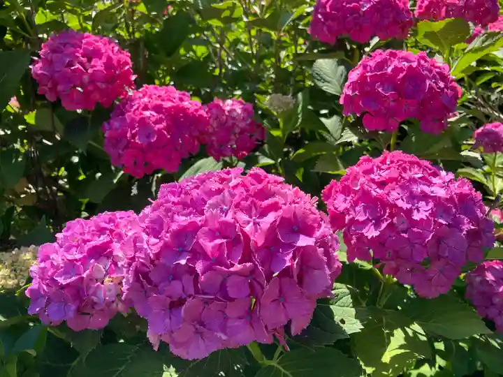 蓮華峯寺(新潟県)