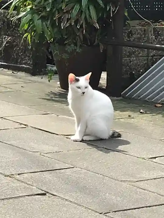 中川八幡神社の動物