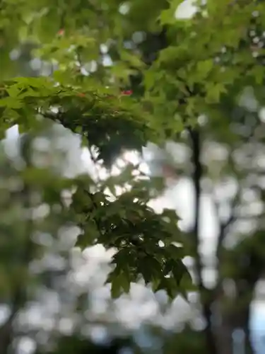 梨木神社の自然