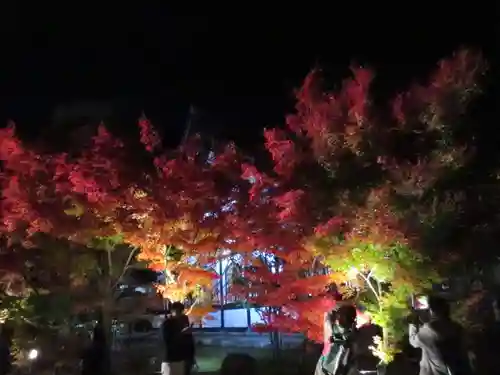 禅林寺（永観堂）の自然