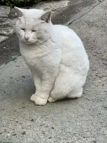 今戸神社の動物